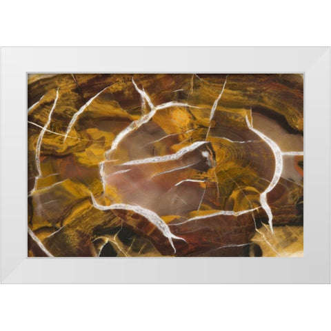 Argentina Close-up of petrified wood White Modern Wood Framed Art Print by Kirkland, Dennis