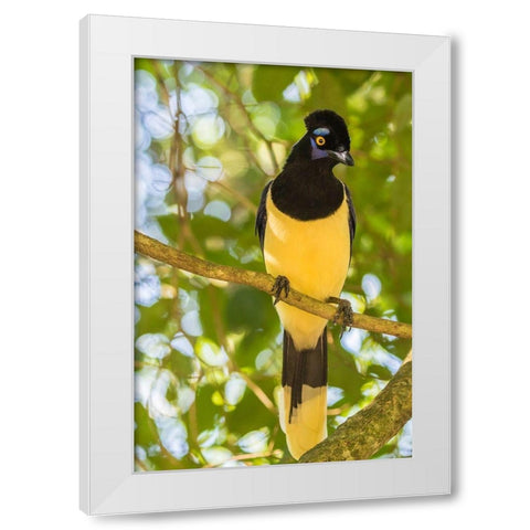 Argentina-Iguazu Falls National Park Plush-crested jay in tree  White Modern Wood Framed Art Print by Jaynes Gallery