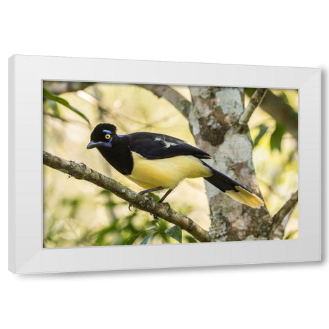 Argentina-Iguazu Falls National Park Plush-crested jay in tree  White Modern Wood Framed Art Print by Jaynes Gallery