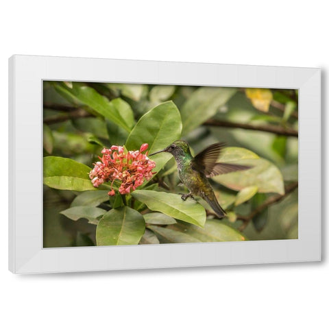 Argentina-Puerto Iguazu-Jardin de los Picaflores Versicolored emerald hummingbird feeding White Modern Wood Framed Art Print by Jaynes Gallery