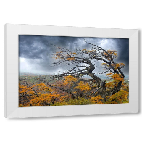 Argentina-Patagonia-Fierce winds have shaped these trees White Modern Wood Framed Art Print by Jaynes Gallery