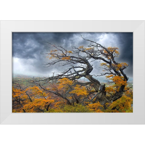Argentina-Patagonia-Fierce winds have shaped these trees White Modern Wood Framed Art Print by Jaynes Gallery