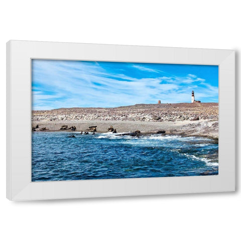 Argentina-Santa Cruz Puerto Deseado-Isla Pinguino (Penguin Island)-sea lions White Modern Wood Framed Art Print by Molinari, Michele