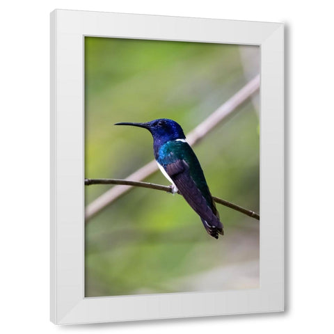 Belize-Central America-White-necked Jacobin-Feeding at Chan Chick Ecolodge White Modern Wood Framed Art Print by Norring, Tom