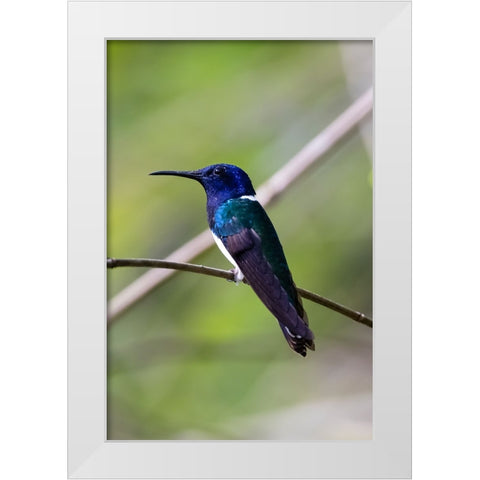 Belize-Central America-White-necked Jacobin-Feeding at Chan Chick Ecolodge White Modern Wood Framed Art Print by Norring, Tom