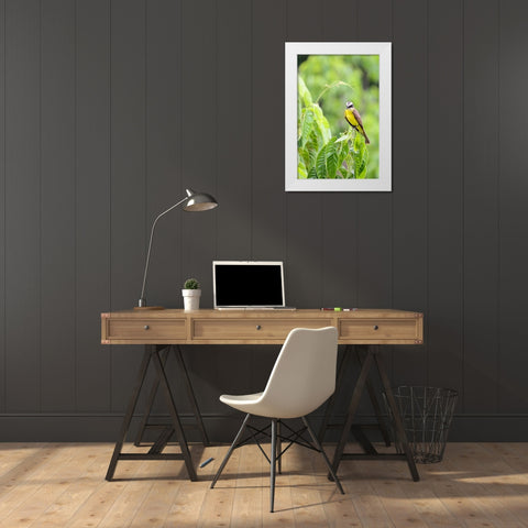 Belize-Central America-Tropical Kingbird White Modern Wood Framed Art Print by Norring, Tom