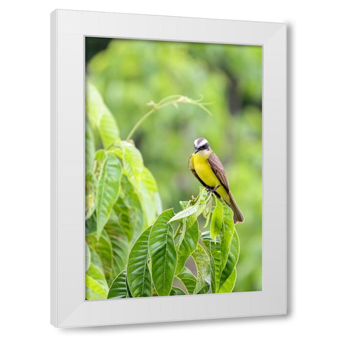 Belize-Central America-Tropical Kingbird White Modern Wood Framed Art Print by Norring, Tom