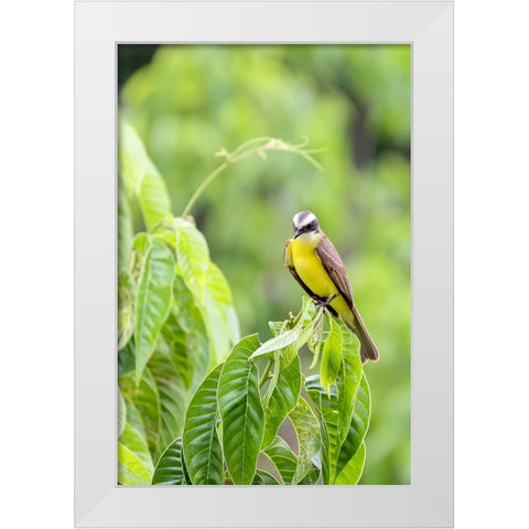 Belize-Central America-Tropical Kingbird White Modern Wood Framed Art Print by Norring, Tom