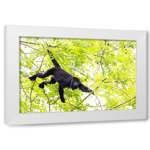 Belize-Central America-Howler Monkey-Their howling can travel up to 5 km in the dense tropical fore White Modern Wood Framed Art Print by Norring, Tom
