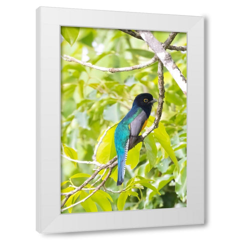 Belize-Central America-Gartered Trogon with iridescent bluish back White Modern Wood Framed Art Print by Norring, Tom