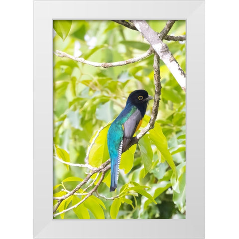 Belize-Central America-Gartered Trogon with iridescent bluish back White Modern Wood Framed Art Print by Norring, Tom