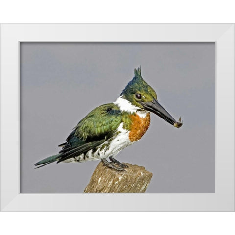 Brazil, Pantanal Amazon kingfisher with fish White Modern Wood Framed Art Print by Williams, Joanne