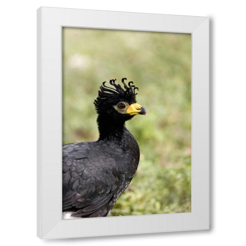 Brazil, Pantanal Bare-faced curassow White Modern Wood Framed Art Print by Williams, Joanne