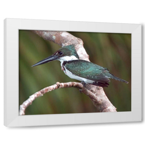 Brazil, Pantanal Green kingfisher on tree limb White Modern Wood Framed Art Print by Williams, Joanne