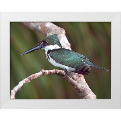 Brazil, Pantanal Green kingfisher on tree limb White Modern Wood Framed Art Print by Williams, Joanne