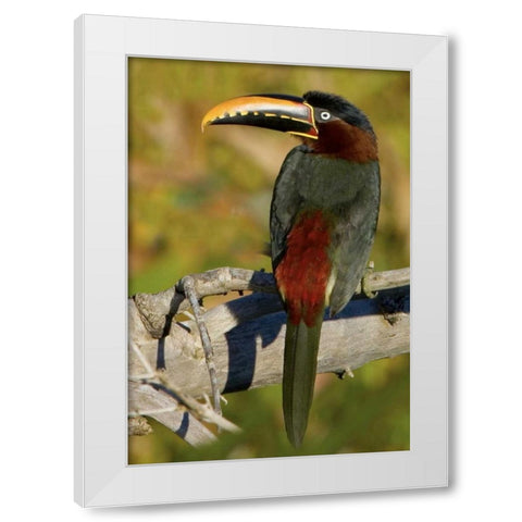 Brazil, Pantanal Chestnut-eared aracari on tree White Modern Wood Framed Art Print by Williams, Joanne