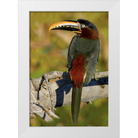 Brazil, Pantanal Chestnut-eared aracari on tree White Modern Wood Framed Art Print by Williams, Joanne