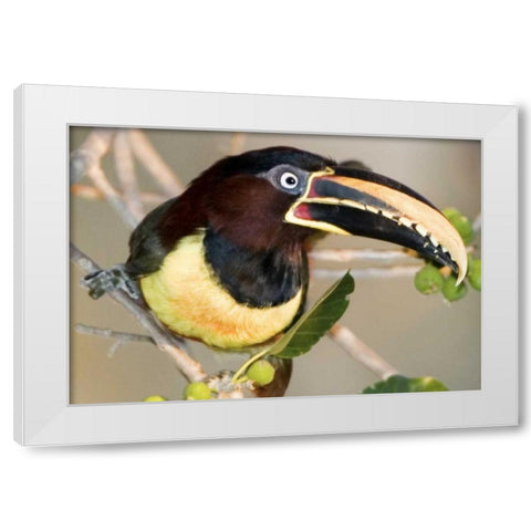 Brazil, Pantanal wetlands Chestnut-eared aracari White Modern Wood Framed Art Print by Williams, Joanne
