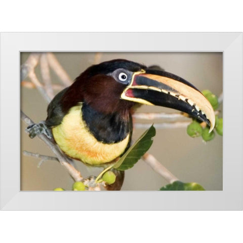 Brazil, Pantanal wetlands Chestnut-eared aracari White Modern Wood Framed Art Print by Williams, Joanne