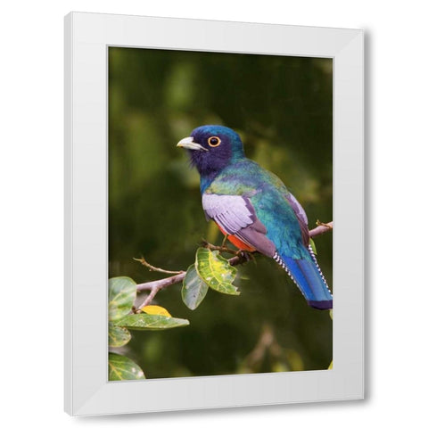 Brazil, Pantanal Blue-crowned trogan on limb White Modern Wood Framed Art Print by Williams, Joanne