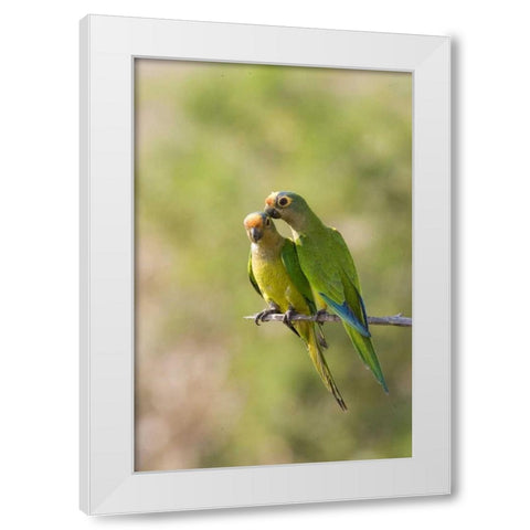 Brazil, Pantanal Peach-fronted parakeets on limb White Modern Wood Framed Art Print by Williams, Joanne