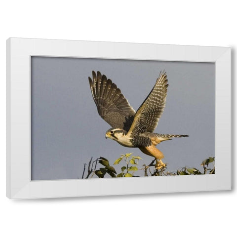 Brazil, Pantanal American kestrel takes flight White Modern Wood Framed Art Print by Williams, Joanne