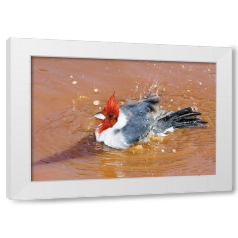 Brazil, Pantanal Red-crested cardinal bathing White Modern Wood Framed Art Print by Williams, Joanne