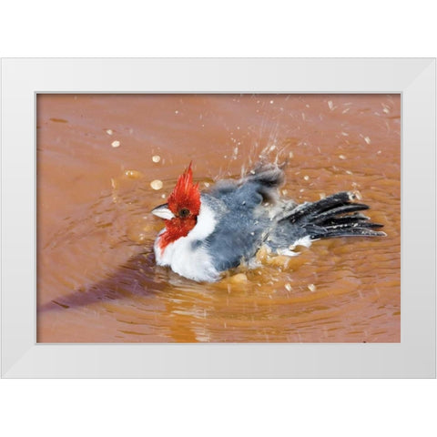 Brazil, Pantanal Red-crested cardinal bathing White Modern Wood Framed Art Print by Williams, Joanne