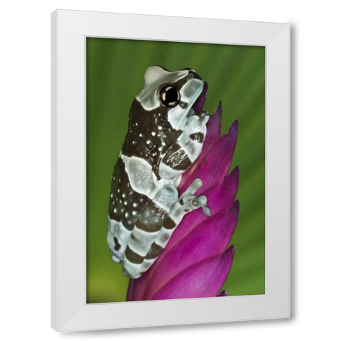 Brazil, Amazon Basin Amazon milk frog White Modern Wood Framed Art Print by Flaherty, Dennis