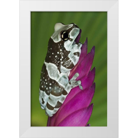 Brazil, Amazon Basin Amazon milk frog White Modern Wood Framed Art Print by Flaherty, Dennis