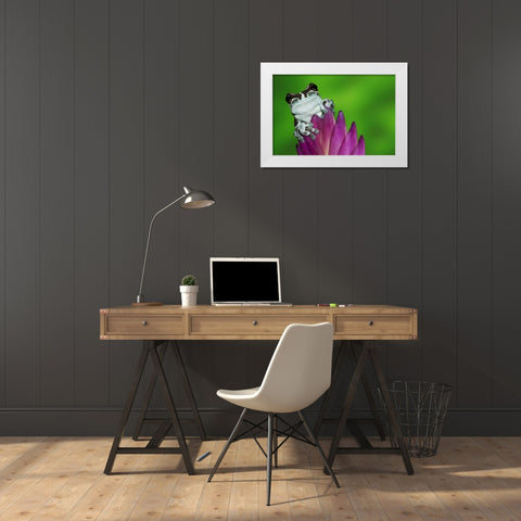 Brazil, Amazon Basin Amazon milk frog White Modern Wood Framed Art Print by Flaherty, Dennis