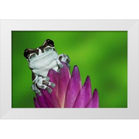 Brazil, Amazon Basin Amazon milk frog White Modern Wood Framed Art Print by Flaherty, Dennis