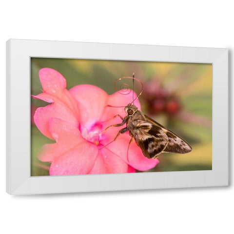 Brazil-Iguazu Falls National Park Skipper butterfly feeding on flower  White Modern Wood Framed Art Print by Jaynes Gallery