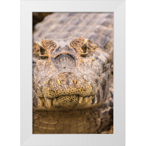 Brazil-Pantanal Jacare caiman reptile in water  White Modern Wood Framed Art Print by Jaynes Gallery