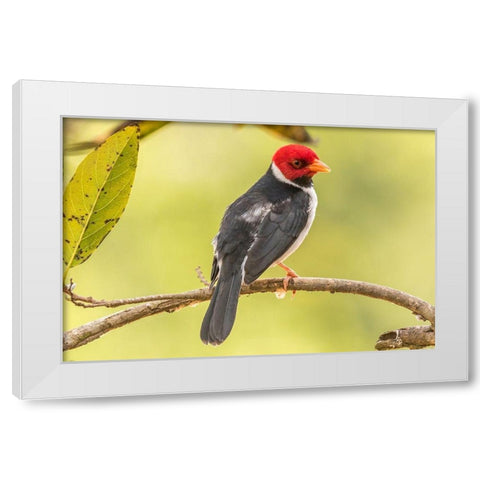 Brazil-Pantanal Yellow-billed cardinal on limb  White Modern Wood Framed Art Print by Jaynes Gallery