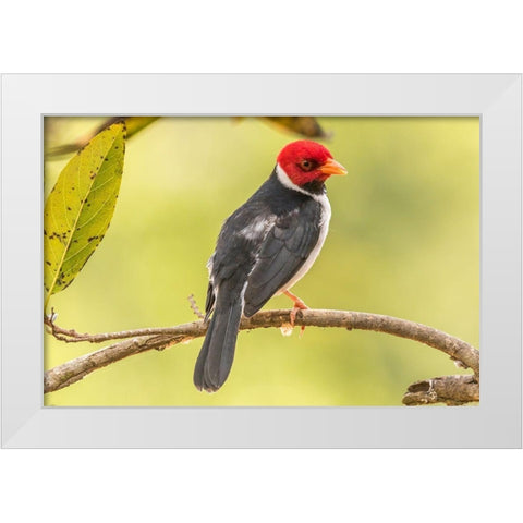 Brazil-Pantanal Yellow-billed cardinal on limb  White Modern Wood Framed Art Print by Jaynes Gallery