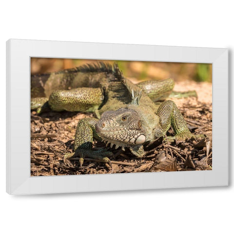 Brazil-Pantanal Green iguana  White Modern Wood Framed Art Print by Jaynes Gallery