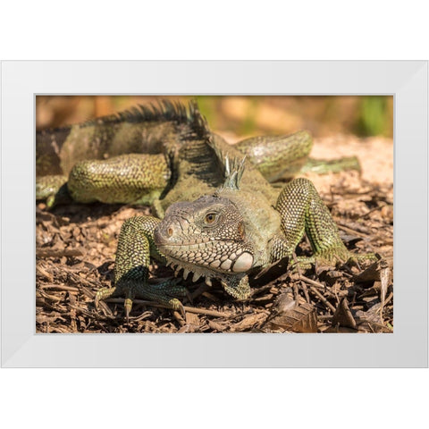 Brazil-Pantanal Green iguana  White Modern Wood Framed Art Print by Jaynes Gallery