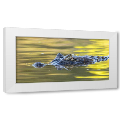 Brazil-Pantanal Jacare caiman reptile in water  White Modern Wood Framed Art Print by Jaynes Gallery