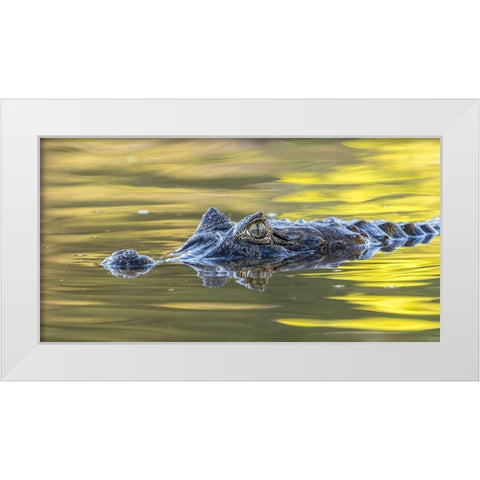 Brazil-Pantanal Jacare caiman reptile in water  White Modern Wood Framed Art Print by Jaynes Gallery