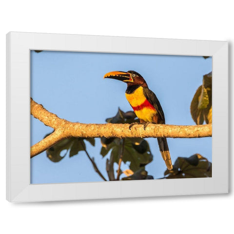 Brazil-Pantanal Chestnut-eared aracari bird  White Modern Wood Framed Art Print by Jaynes Gallery