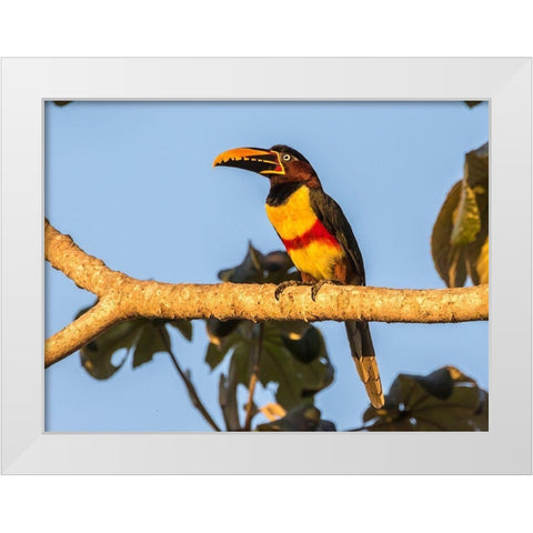 Brazil-Pantanal Chestnut-eared aracari bird  White Modern Wood Framed Art Print by Jaynes Gallery
