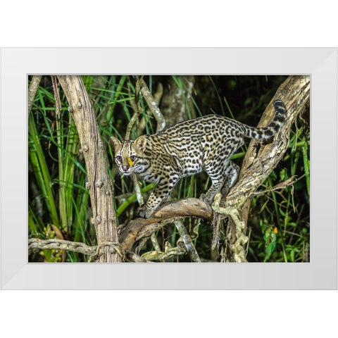 Brazil-Pantanal Ocelot on tree branch  White Modern Wood Framed Art Print by Jaynes Gallery