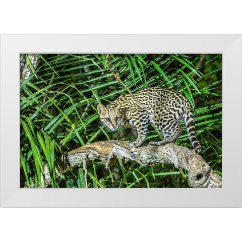 Brazil-Pantanal Ocelot on tree branch  White Modern Wood Framed Art Print by Jaynes Gallery