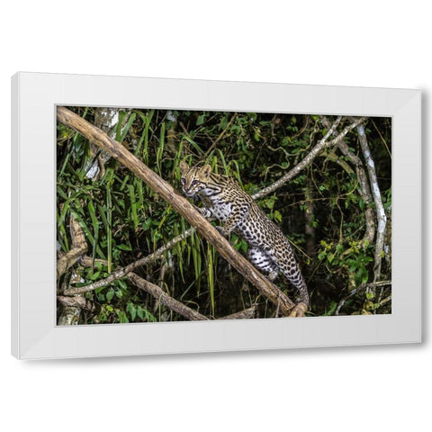 Brazil-Pantanal Ocelot on tree branch  White Modern Wood Framed Art Print by Jaynes Gallery