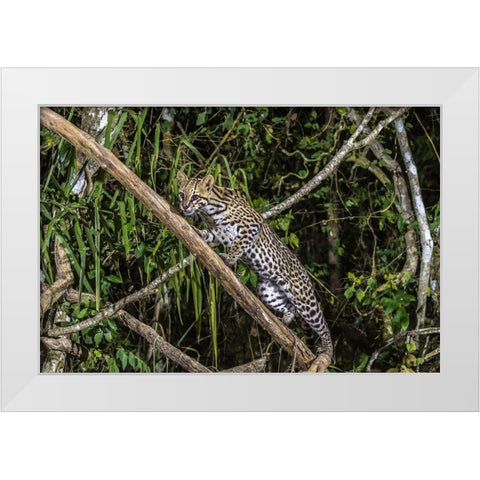 Brazil-Pantanal Ocelot on tree branch  White Modern Wood Framed Art Print by Jaynes Gallery