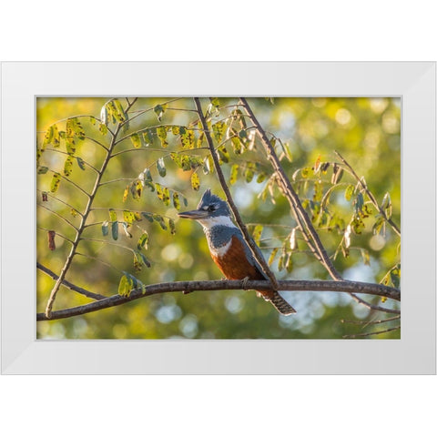 Brazil-Pantanal Close-up of ringed kingfisher  White Modern Wood Framed Art Print by Jaynes Gallery