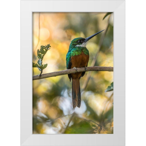 Brazil-Pantanal Rufous-tailed jacamar bird on limb  White Modern Wood Framed Art Print by Jaynes Gallery