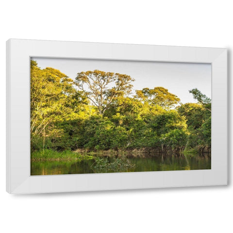 Brazil-Pantanal Cuiaba River landscape  White Modern Wood Framed Art Print by Jaynes Gallery