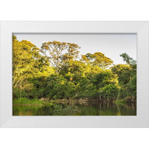 Brazil-Pantanal Cuiaba River landscape  White Modern Wood Framed Art Print by Jaynes Gallery